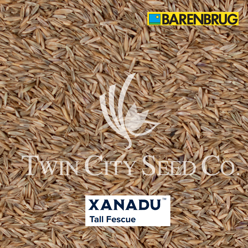 XANADU Turf Type Tall Fescue