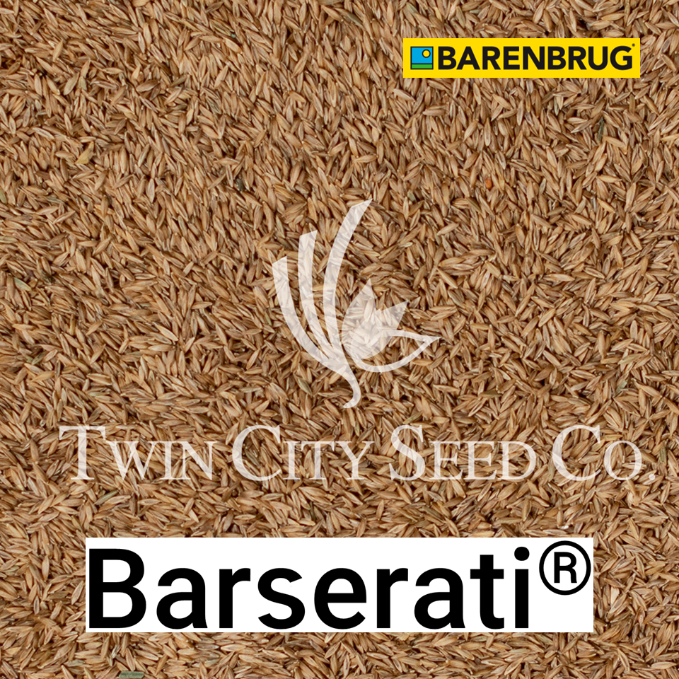 BARSERATI Kentucky Bluegrass