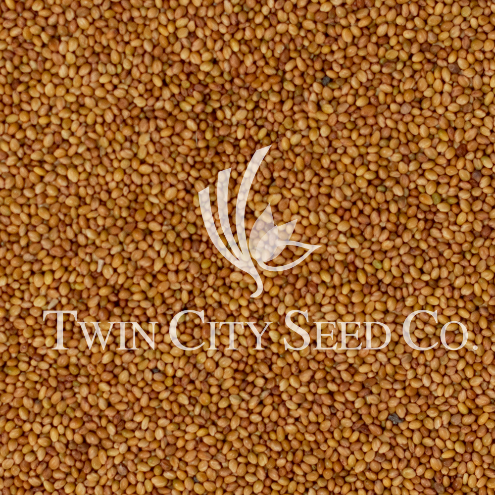 Balady Berseem Clover Coated