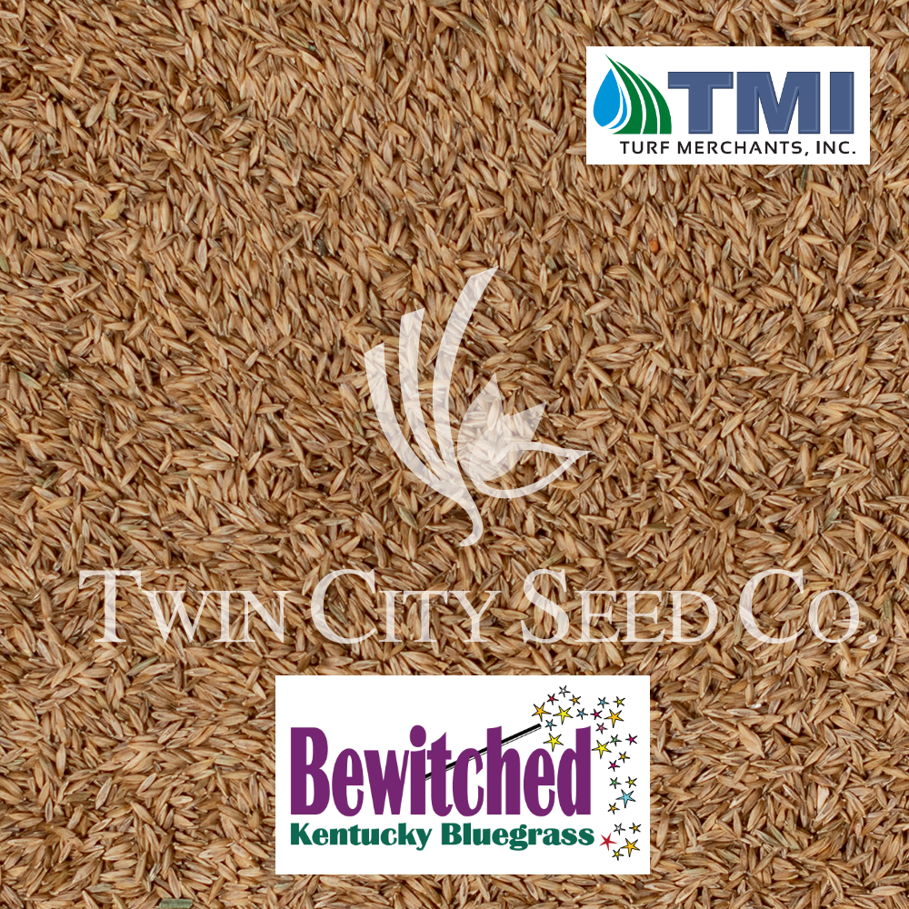 BEWITCHED Kentucky Bluegrass