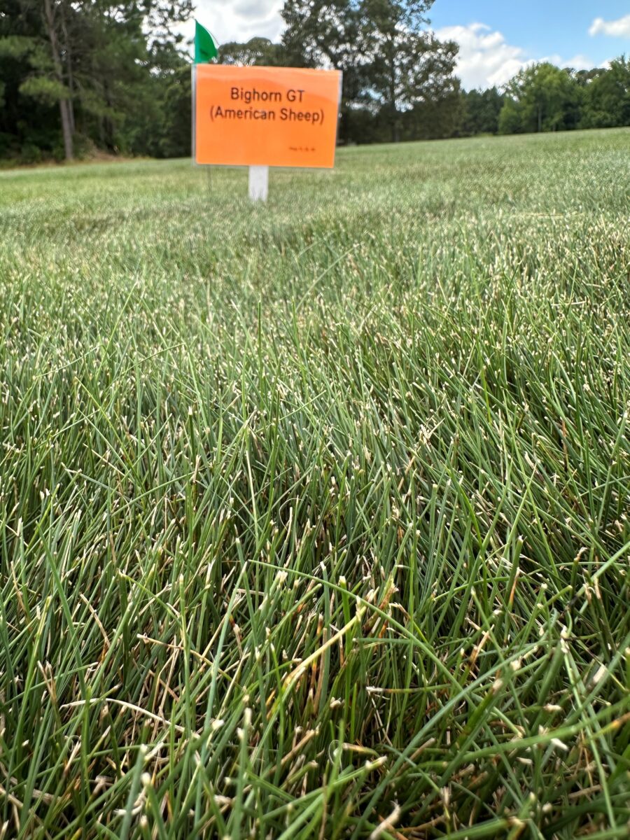 BIGHORN GT Hard Fescue - Image 2
