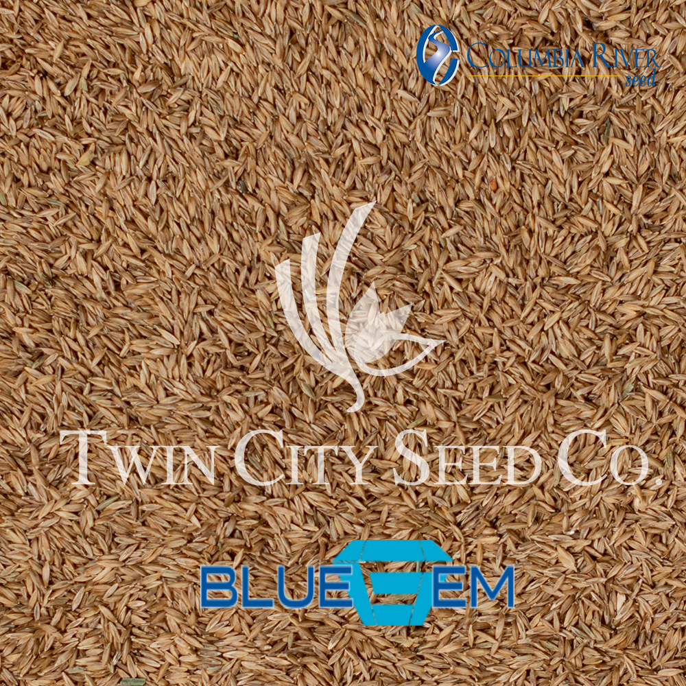 BLUE GEM Kentucky Bluegrass