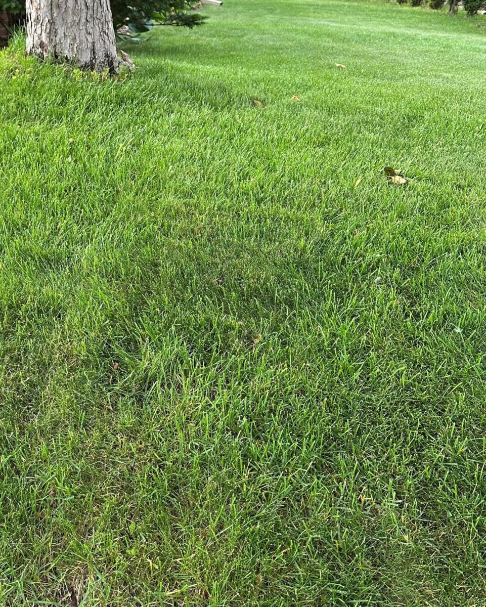 BLUE SHADOW Kentucky Bluegrass & Fine Fescue Mixture - Image 2