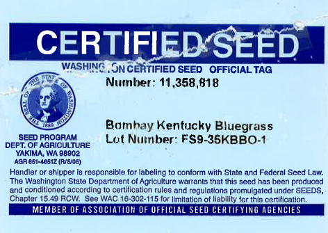 BOMBAY Kentucky Bluegrass - Image 2