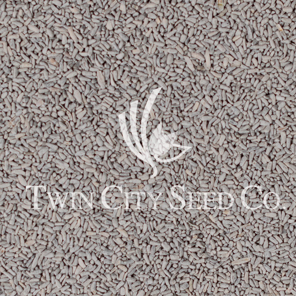 Chicory Caliber Non Coated