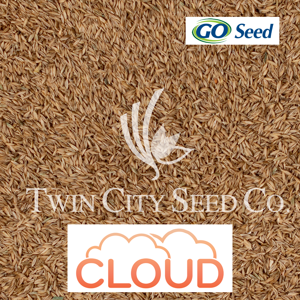 CLOUD Kentucky Bluegrass