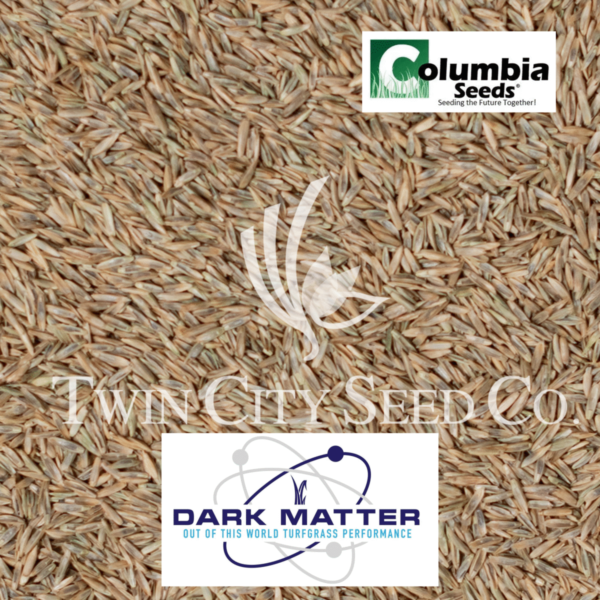 DARK MATTER Perennial Ryegrass