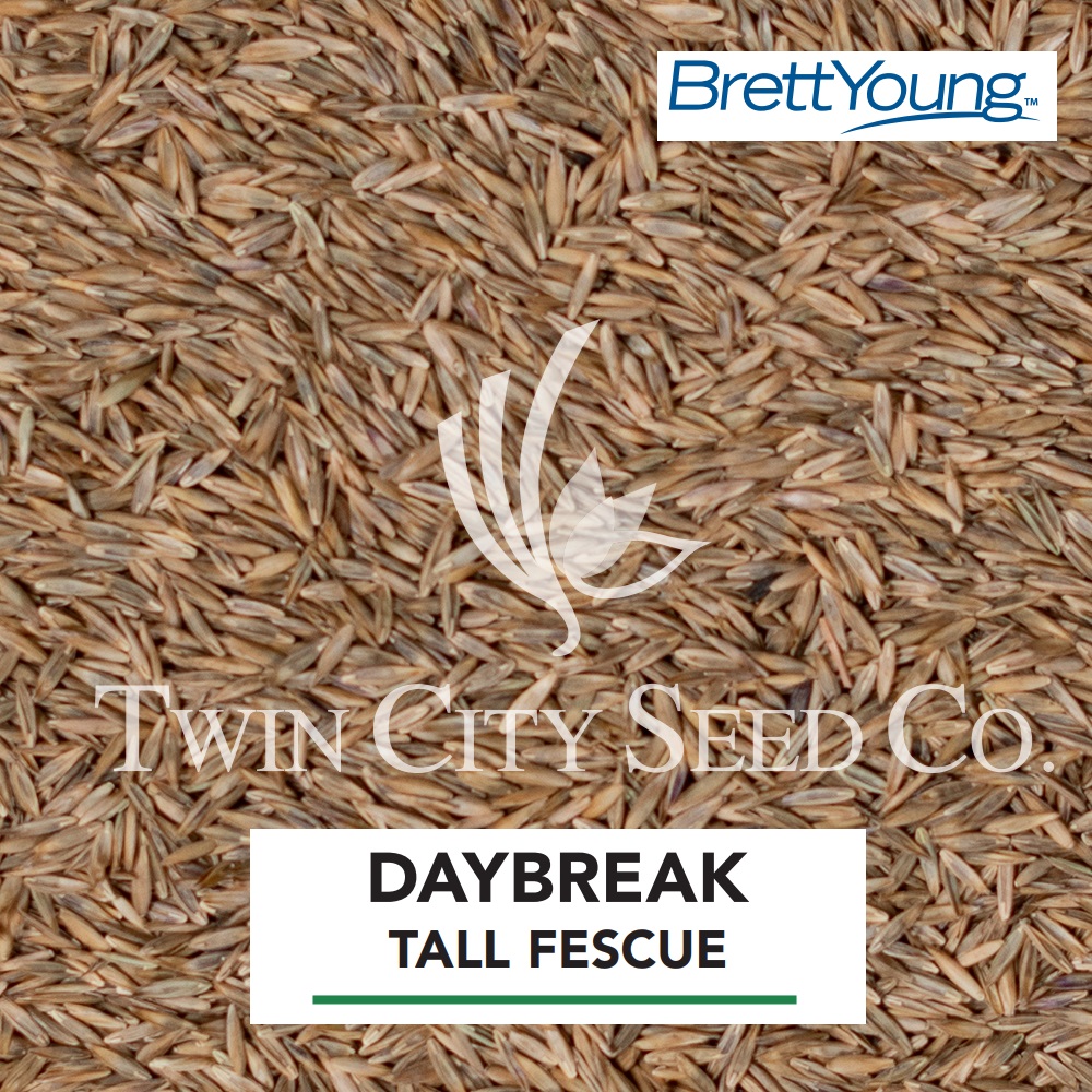 DAYBREAK Turf Type Tall Fescue