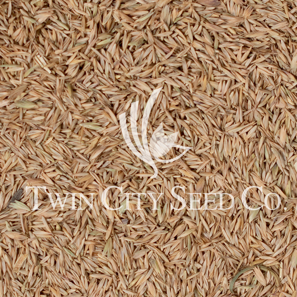 Late Harvestar Orchardgrass