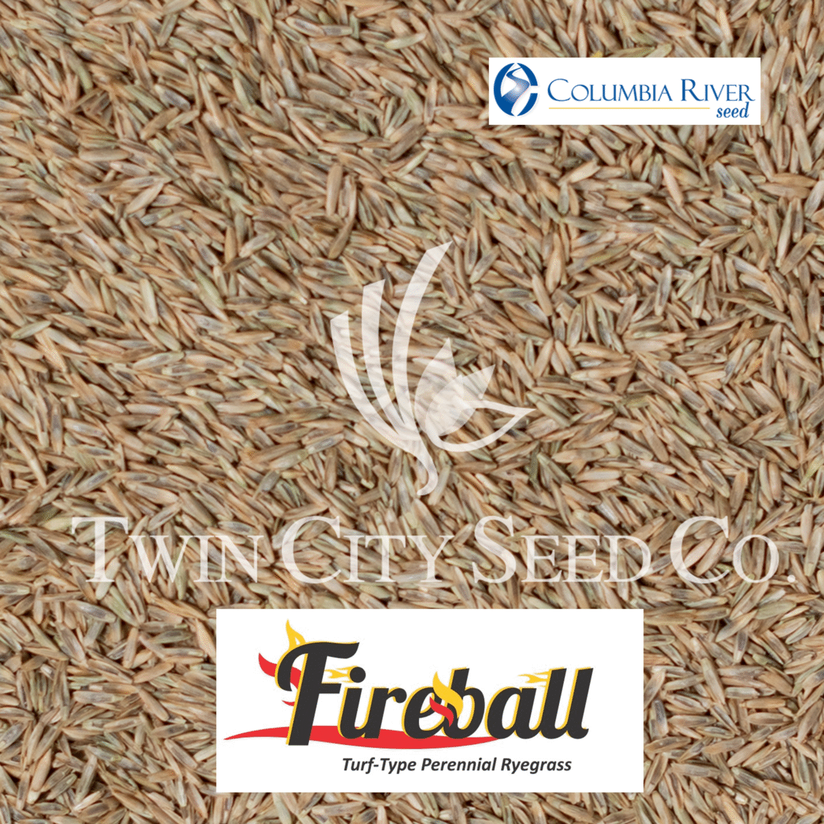 FIREBALL Perennial Ryegrass