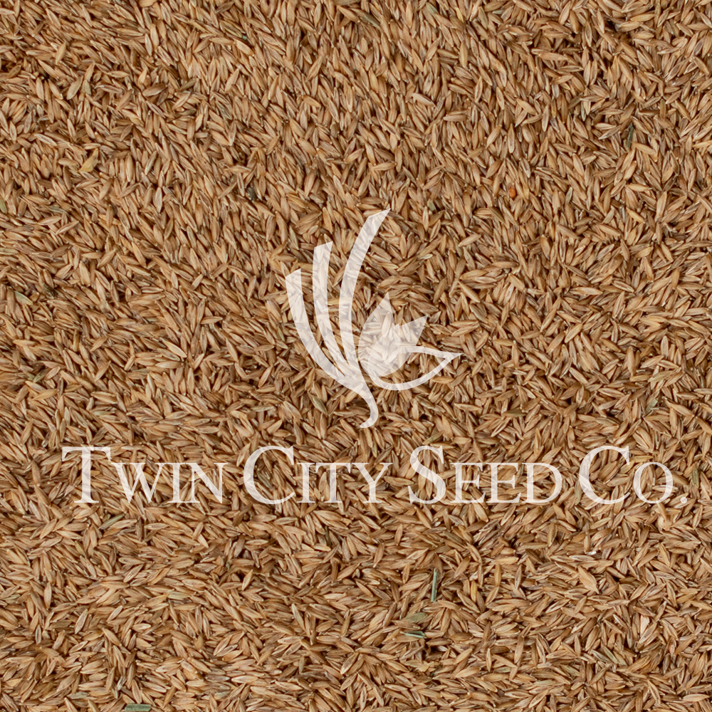 Ginger Forage Kentucky Bluegrass