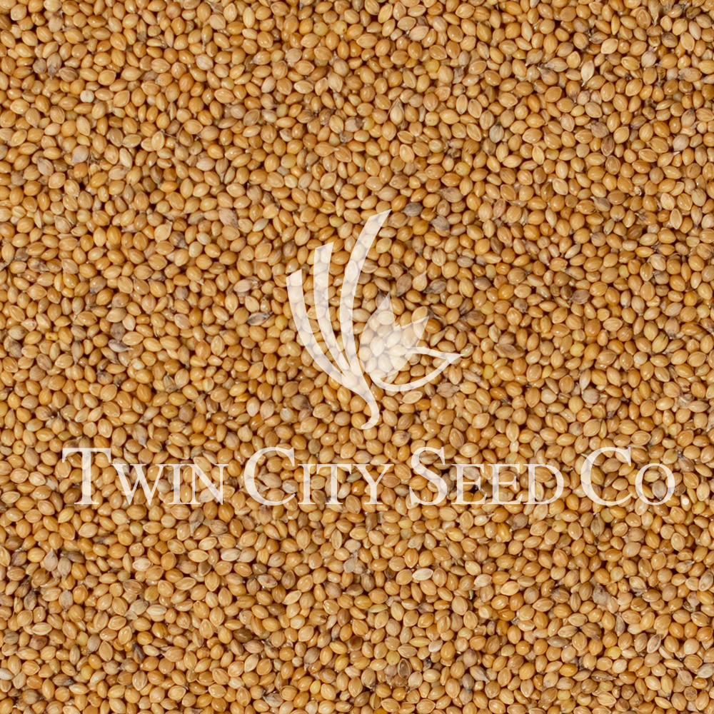 Golden German Millet