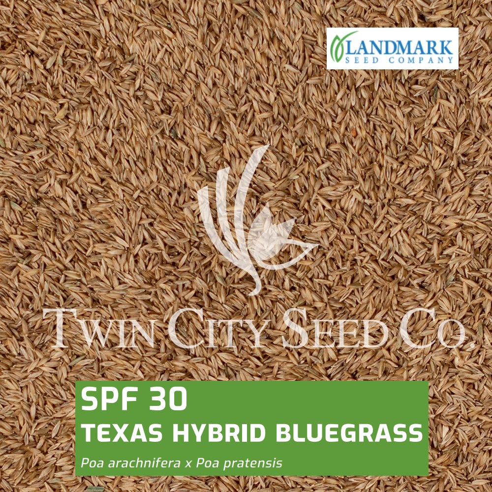 SPF 30 Texas Hybrid Bluegrass