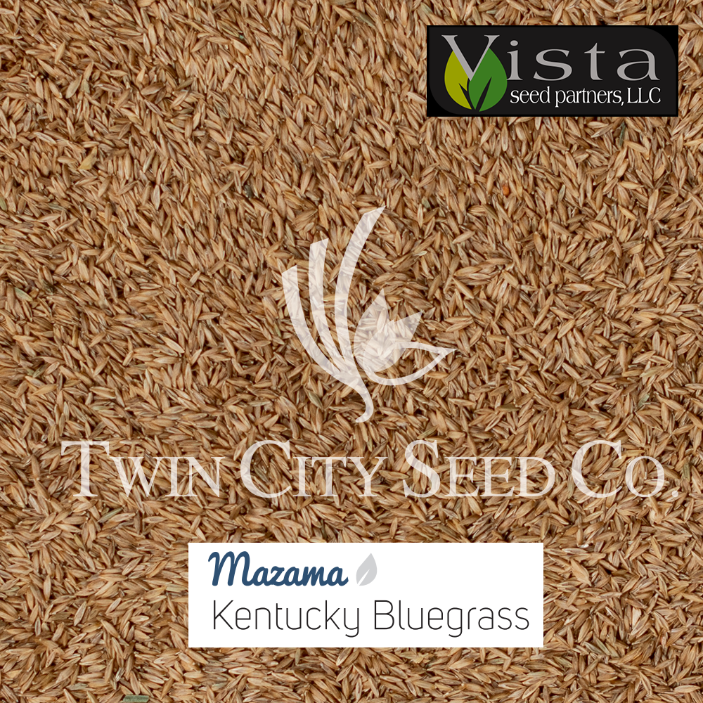 MAZAMA Kentucky Bluegrass