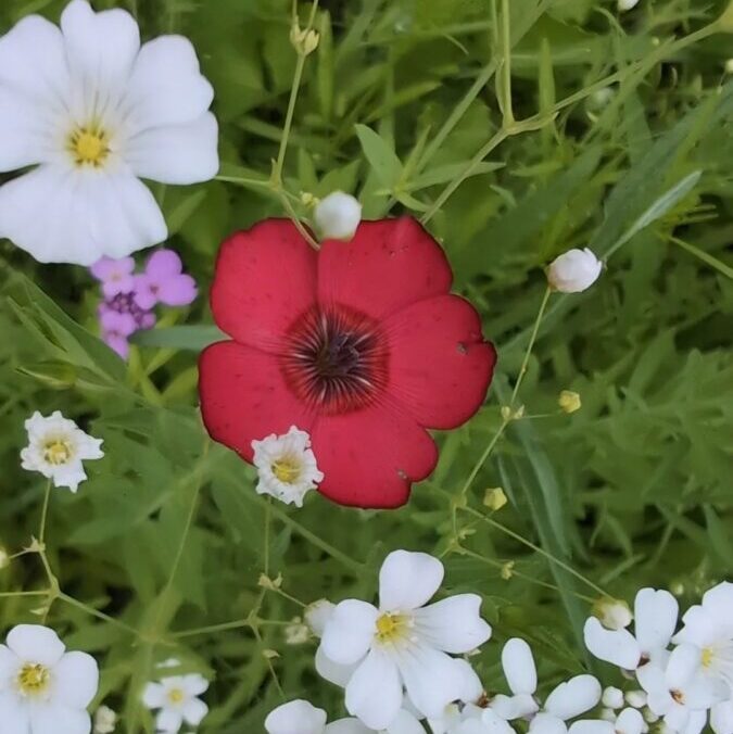 Midwest Wildflower Mixture