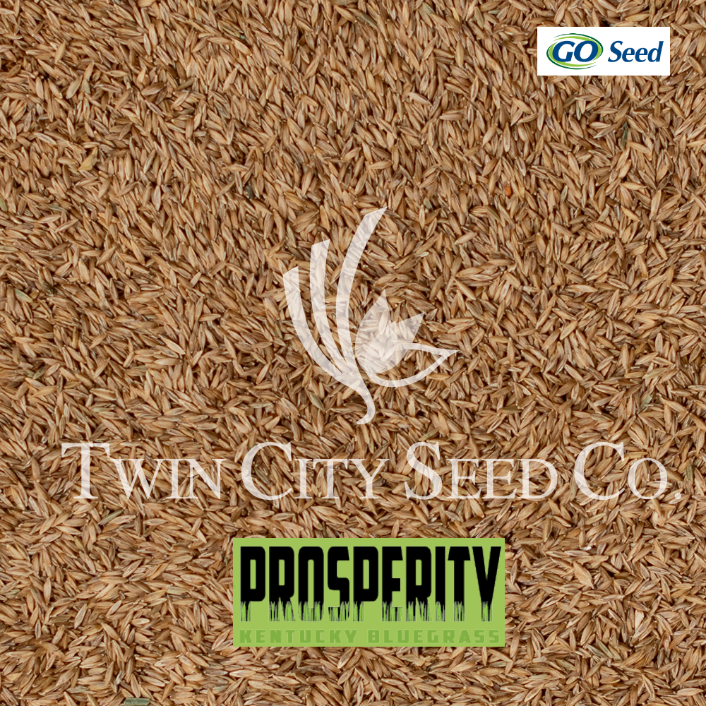 PROSPERITY Kentucky Bluegrass