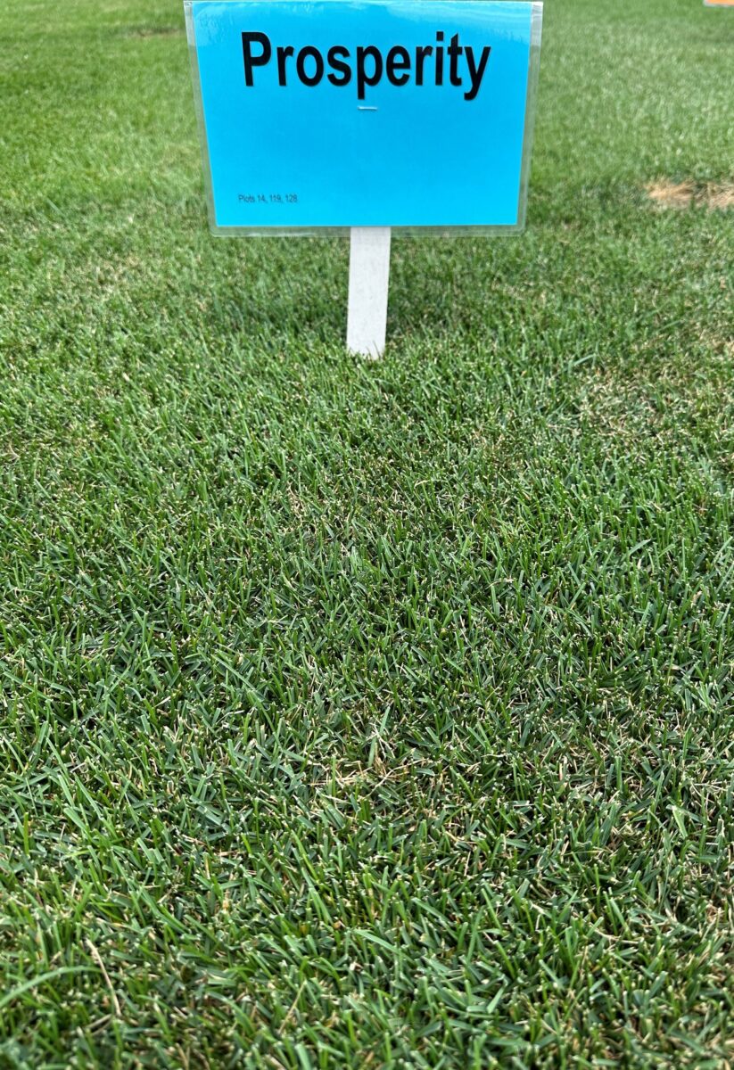 PROSPERITY Kentucky Bluegrass - Image 2