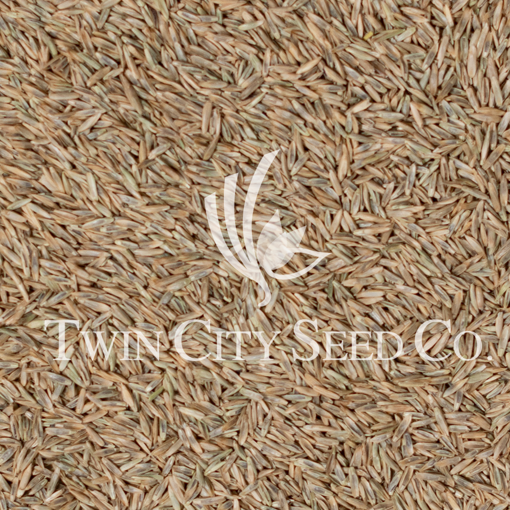 Capstone (APS) Perennial Ryegrass