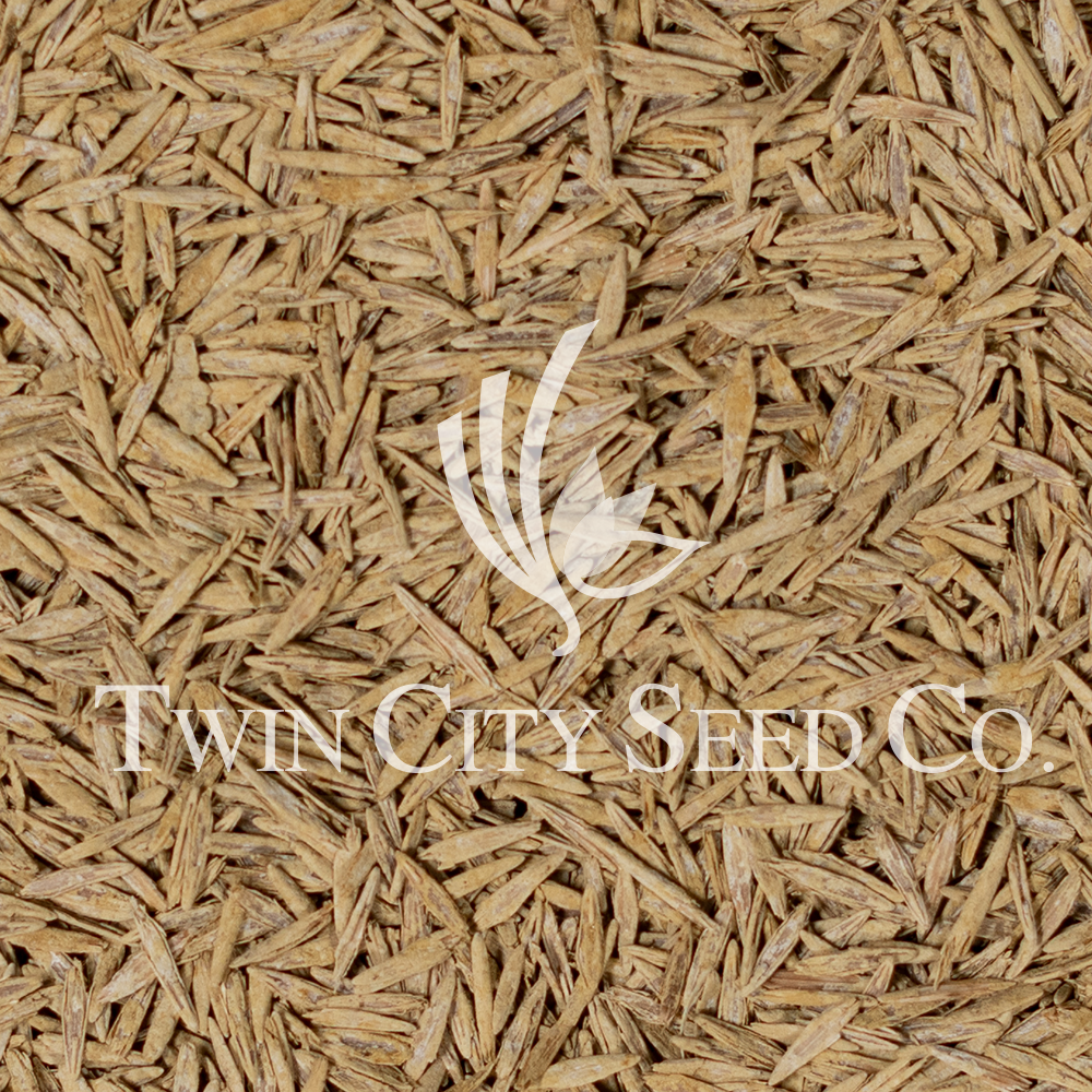 VNS Smooth Bromegrass