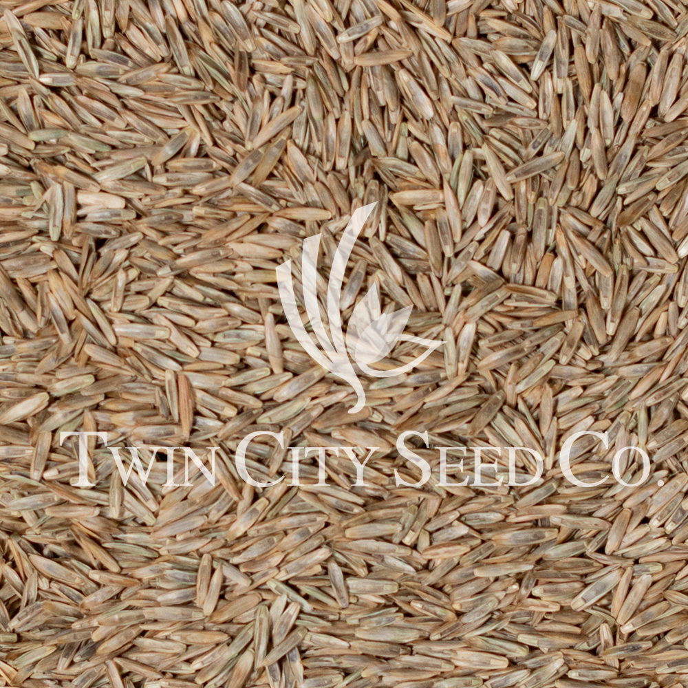 Spring Green Festulolium