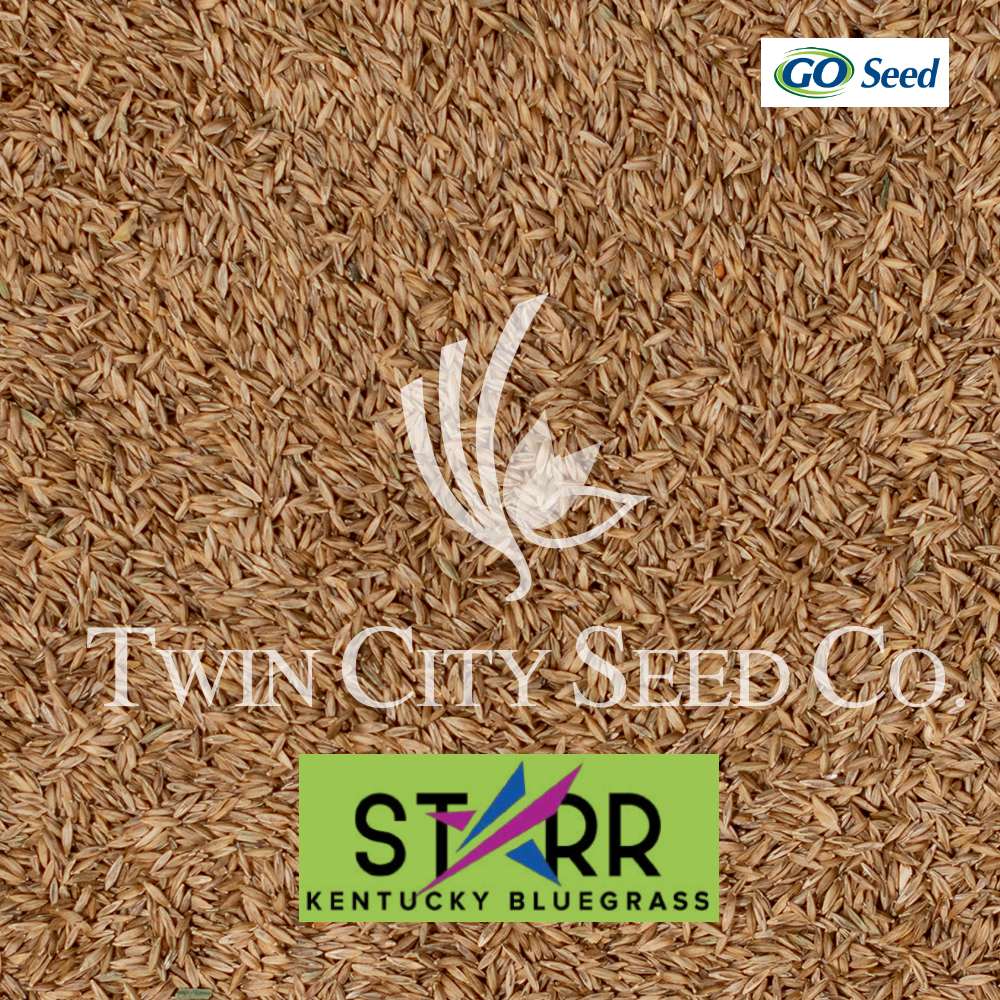 STARR Kentucky Bluegrass
