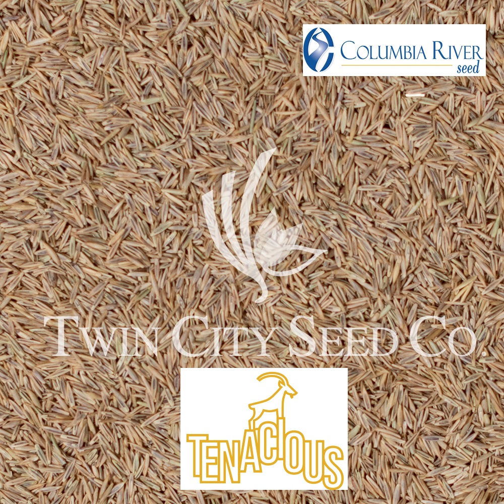TENACIOUS Hard Fescue