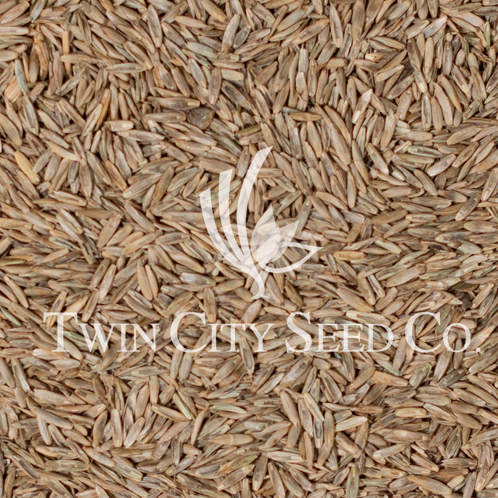 Annual Ryegrass