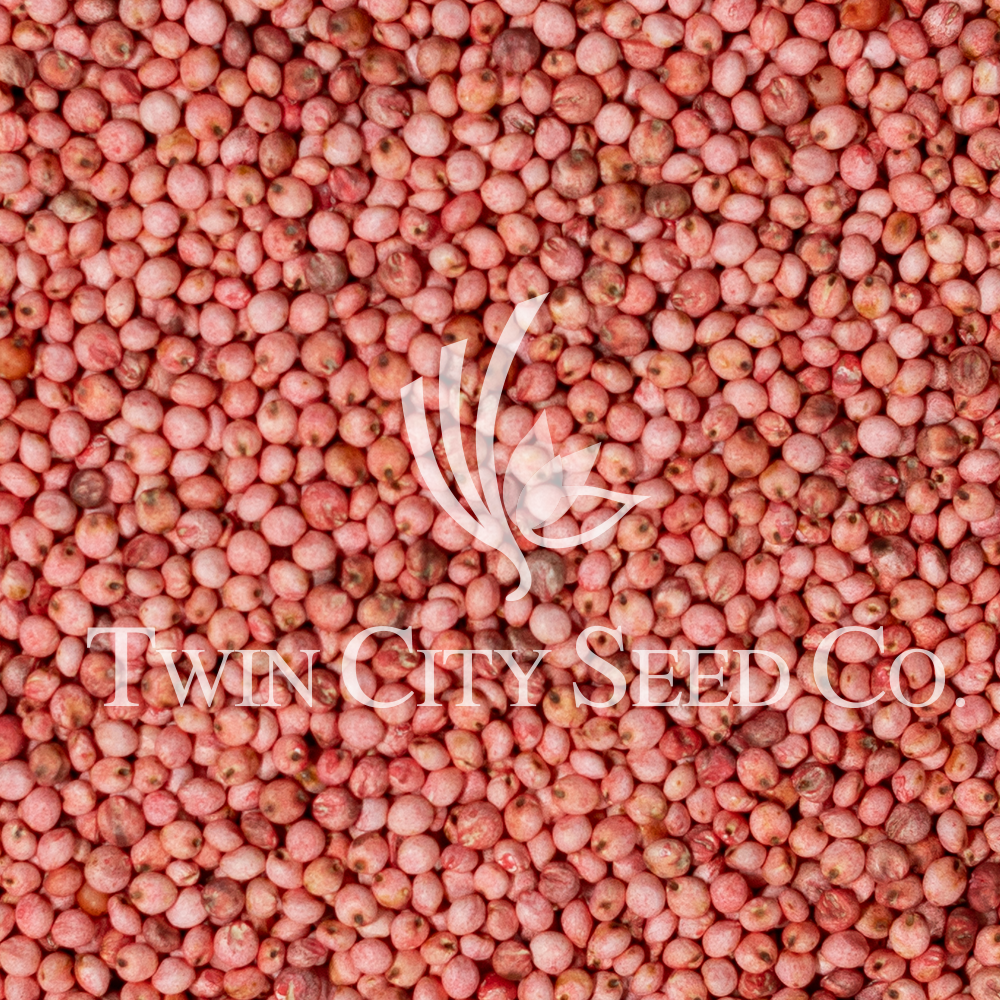 BMR Sorghum