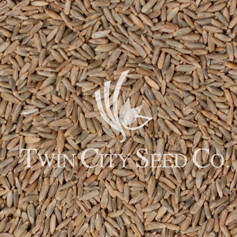 Winter Cereal Rye (Ryegrain)