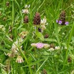 TCS Bee Lawn Overseeder (1LB - 500 SQFT)